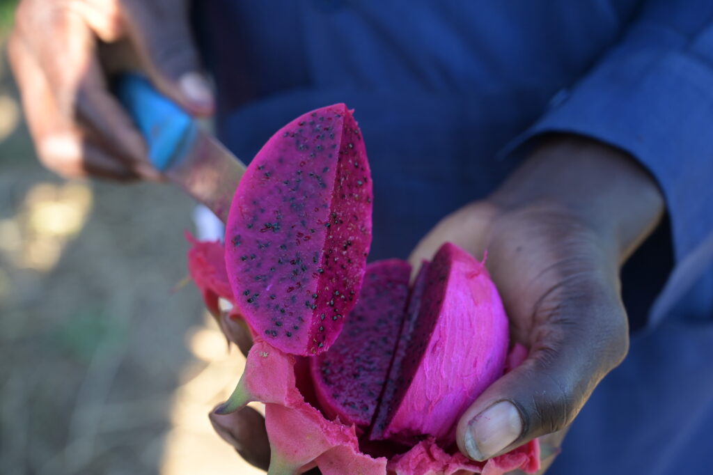 hands holding dragon fruit with quarter slice held up