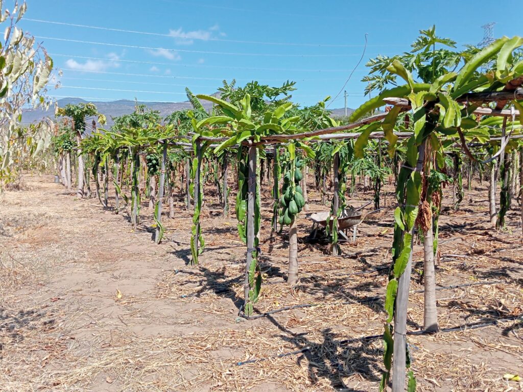 dragon fruit trees on wooden poles