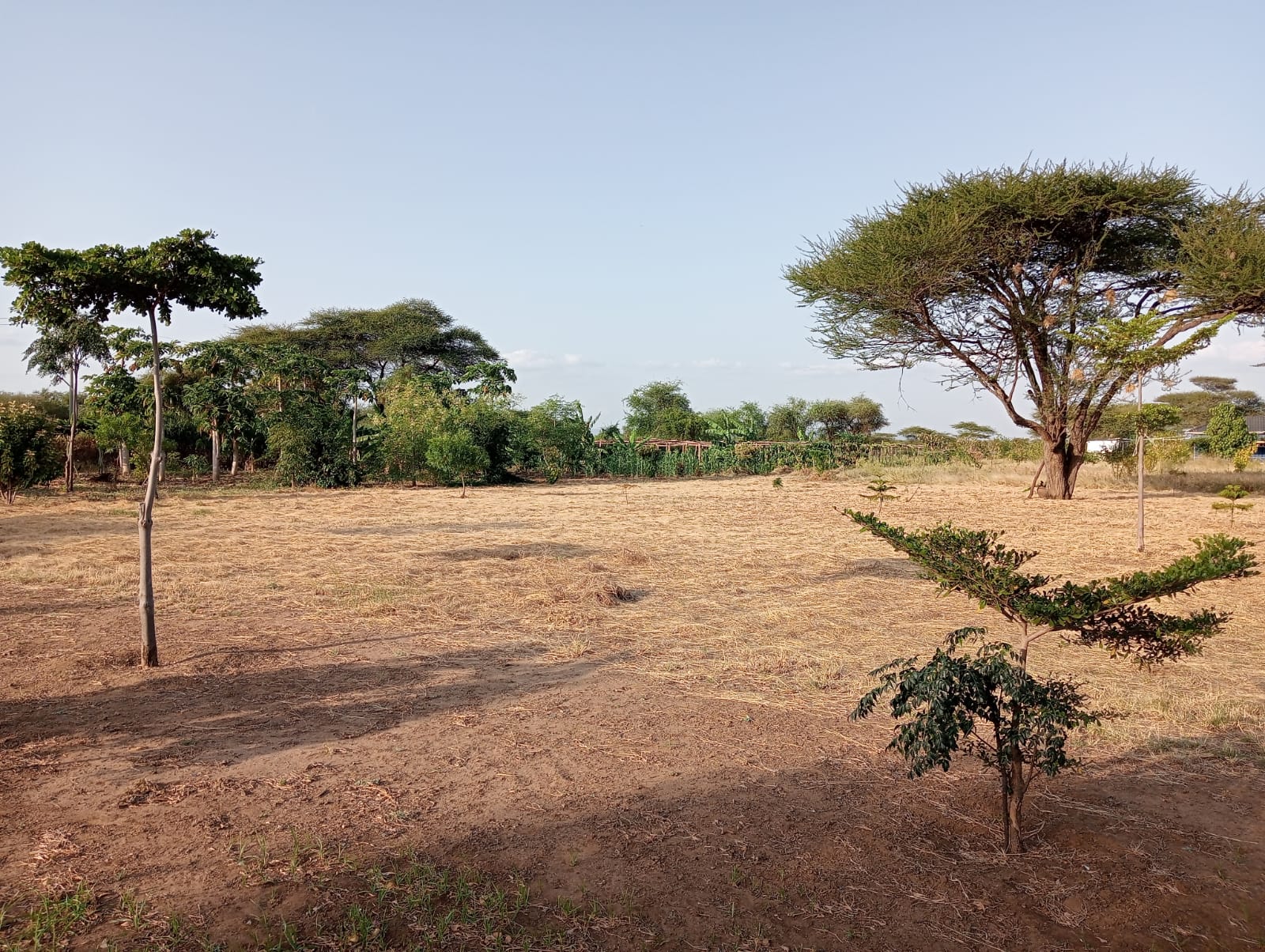 land with brown earth two trees in the picture small one on foreground and large acacia tree in background
