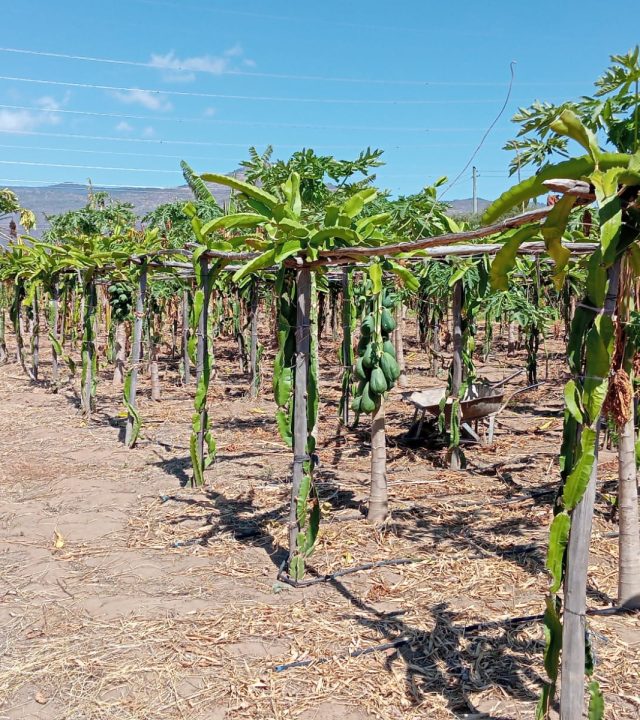 dragon fruit trees on wooden poles