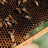 Honey comb with bees