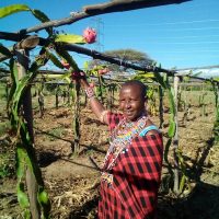 Maasai woman smiling as she reaches for a dragon fruit on vine