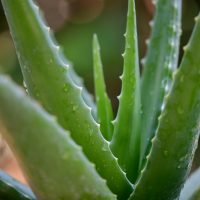 aloe vera plant
